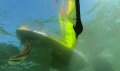 Mooie still van de GoPro, onderwater de MFC 29cm